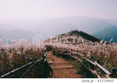 山 禿山 通常の 43229005
