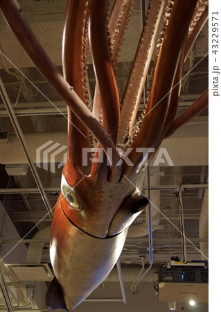 博物館 ミュージアム 美術館 43229571