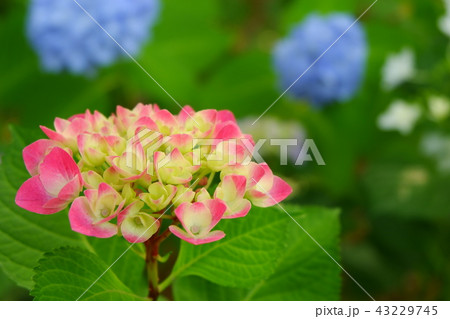 あじさい あじさい 43229745
