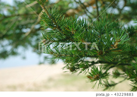 Background with beautiful green fir branches 43229883
