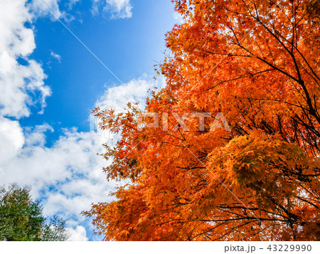 秋の晴れた空 43229990