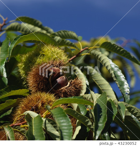 栗の実 栗の実 43230052
