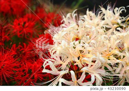 彼岸花 白と赤 彼岸花 白と赤 43230090