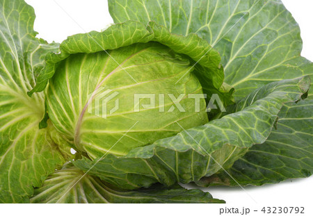 Green cabbage isolated on white background Green cabbage isolated on white background 43230792