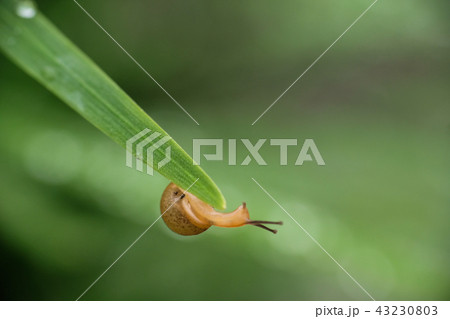昆虫 虫 蟲 43230803