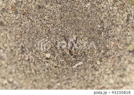 アリジコク 43230816