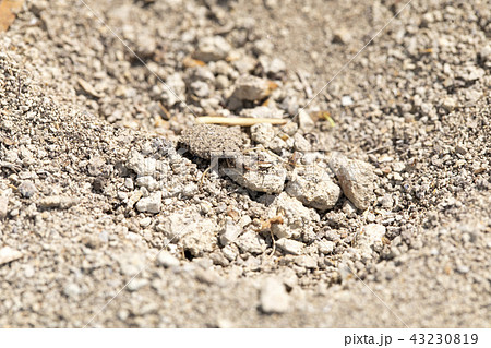 アリジコク 43230819