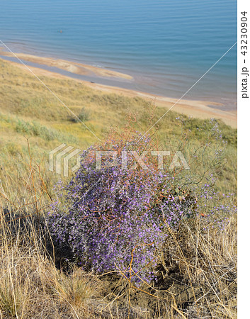 Small purple flowers growing on the shore of the Azov Sea 43230904