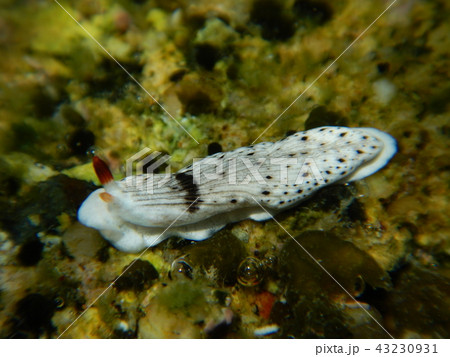 sea slug (ウミウシ) 43230931