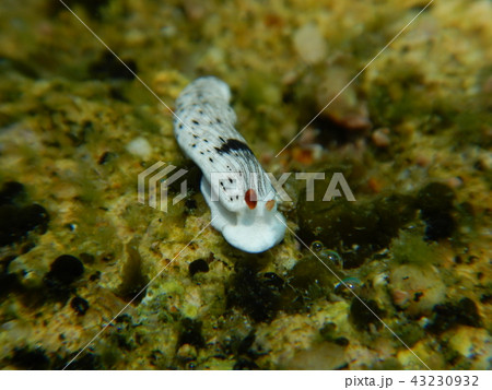 sea slug (ウミウシ) sea slug (ウミウシ) 43230932