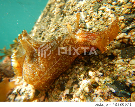 sea slug (ウミウシ) sea slug (ウミウシ) 43230971