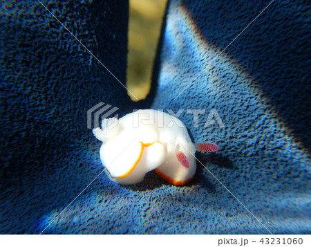 sea slug (ウミウシ) sea slug (ウミウシ) 43231060
