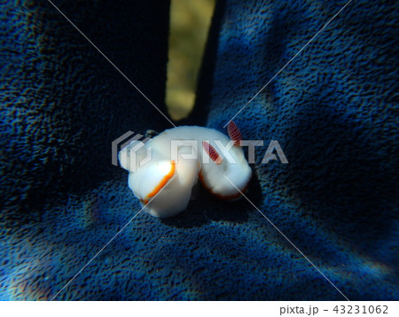 sea slug (ウミウシ) sea slug (ウミウシ) 43231062