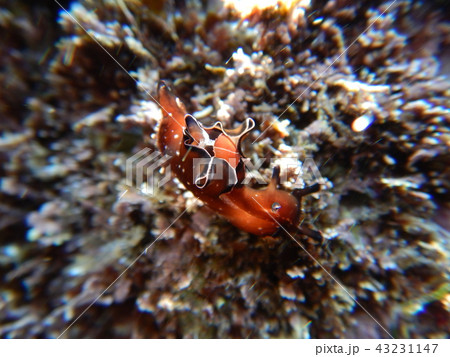 sea slug (ウミウシ) sea slug (ウミウシ) 43231147