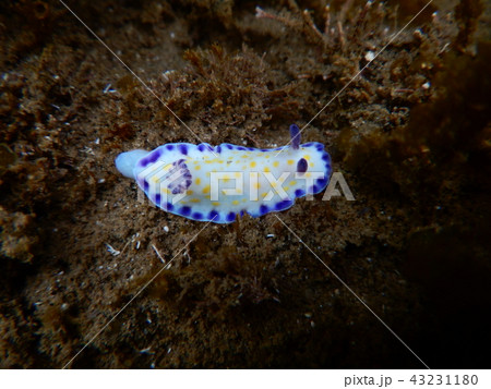 sea slug (ウミウシ) 43231180