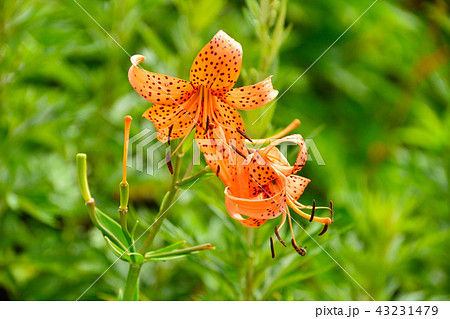 小鬼百合 43231479