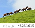 御崎馬 43231615