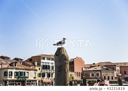 ムラーノ島 風景 ムラーノ島 風景 43231819