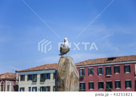 ムラーノ島と鳩 ムラーノ島と鳩 43231821