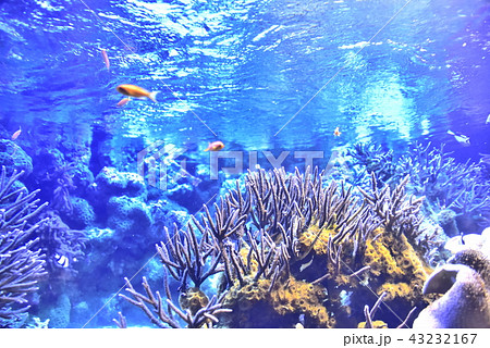 サンゴ礁 海中写真の写真素材