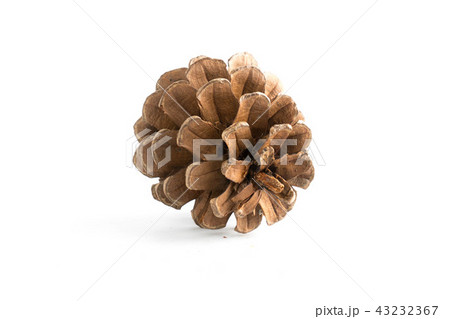 cones various coniferous trees isolated cones various coniferous trees isolated 43232367