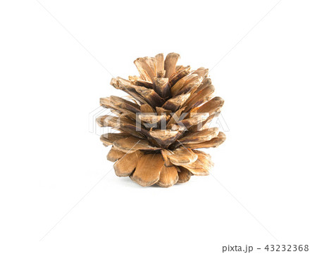 cones various coniferous trees isolated cones various coniferous trees isolated 43232368