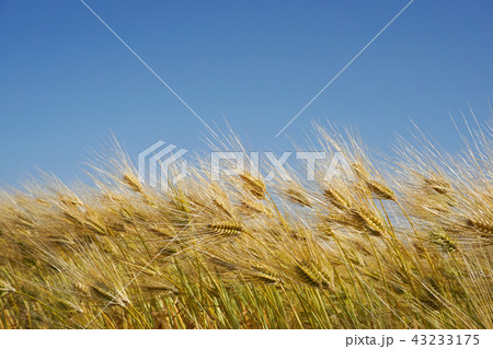 風になびく六条大麦の畑 麦茶イメージ 日本富山県高岡市撮影 風になびく六条大麦の畑 麦茶イメージ 日本富山県高岡市撮影 43233175