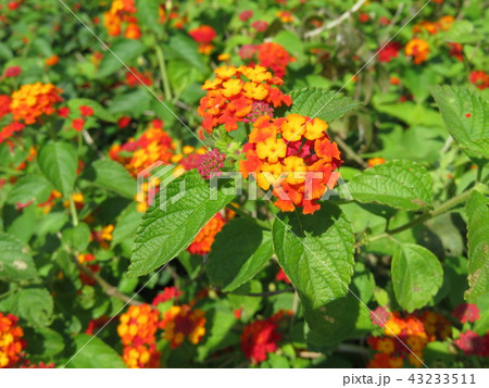 花（七変化） 43233511