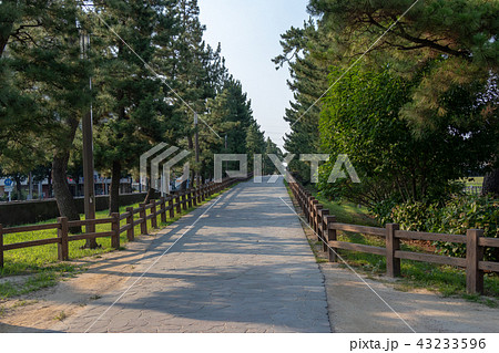 草加松原遊歩道 埼玉県草加市の写真素材