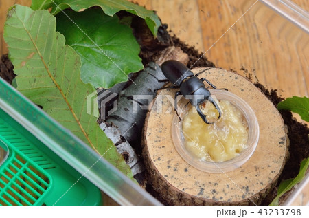 バナナを食べるコクワガタ 43233798