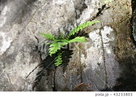 羊歯 羊歯 43233803