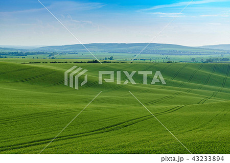 麦畑 丘 春 43233894