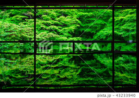 新緑の瑠璃光院 新緑の瑠璃光院 43233940