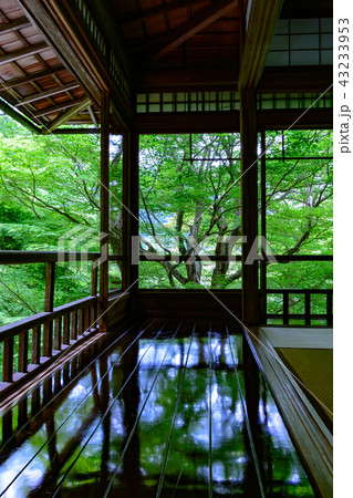 新緑の瑠璃光院 新緑の瑠璃光院 43233953