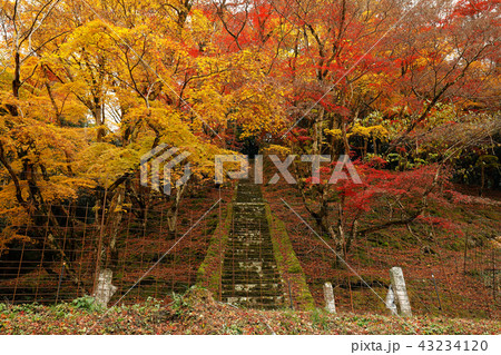 大分県　秋の御霊もみじ 43234120