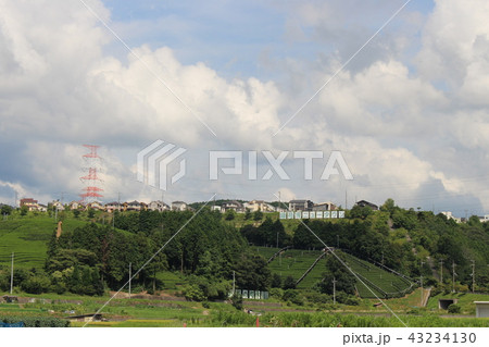 宇治田原町の茶畑 43234130