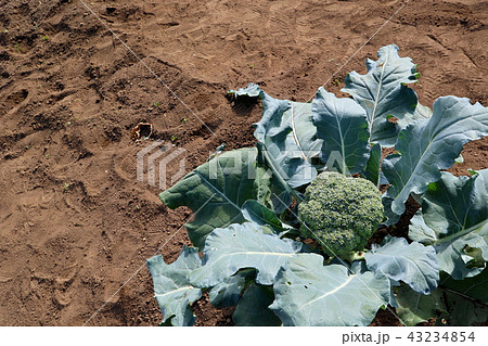 ピクセル(ブロッコリー) ピクセル(ブロッコリー) 43234854