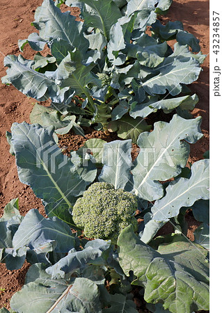 ピクセル(ブロッコリー) ピクセル(ブロッコリー) 43234857