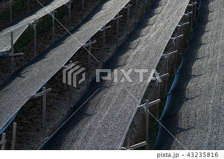 高麗人参畑 農村 高麗人参 43235816