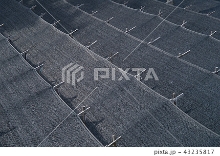 高麗人参畑 農村 高麗人参 43235817