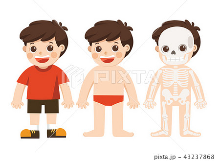 kid body anatomy. vector illustration. 43237868