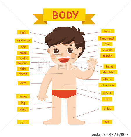 Illustration Of Boy Body Parts Diagram. - Stock Illustration [43237869] -  Pixta