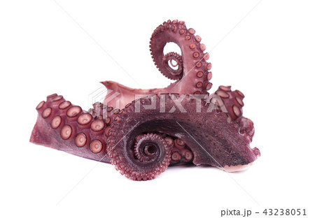 Tentacles of octopus isolated on white background 43238051