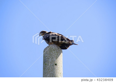 とんび（自信がないのですが・・・ですよね？） 43238409