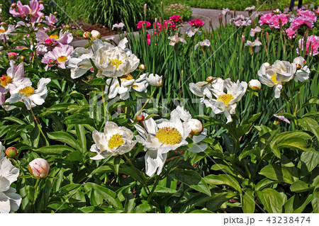 White peonies flowers 43238474