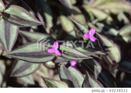 Wandering jew Wandering jew 43238521