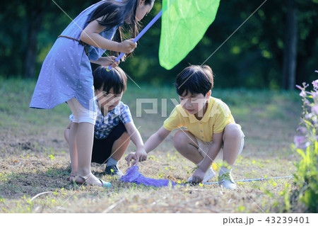 昆虫採集 夏 屋外 43239401