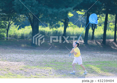 捕虫網 メミチェ 昆虫 43239404