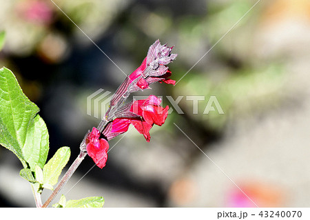 三鷹中原に咲くサルビアミクロフィラ 三鷹中原に咲くサルビアミクロフィラ 43240070