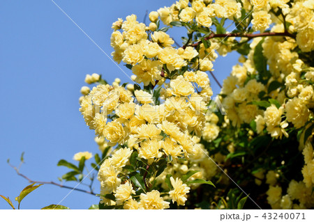 三鷹中原に咲く黄色いモッコウバラ 43240071